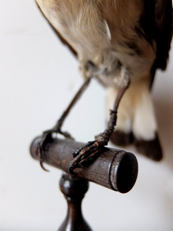 Taxidermy (Bird) (A1018-03)