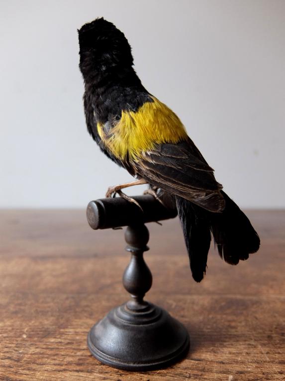 Taxidermy (Bird) (A1018-04)