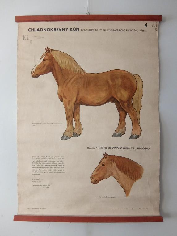 Hanging Scroll 【Horse】 (A1123)