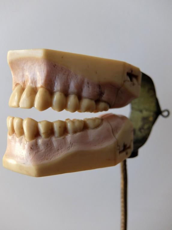 Dental Display Teeth (B1117)