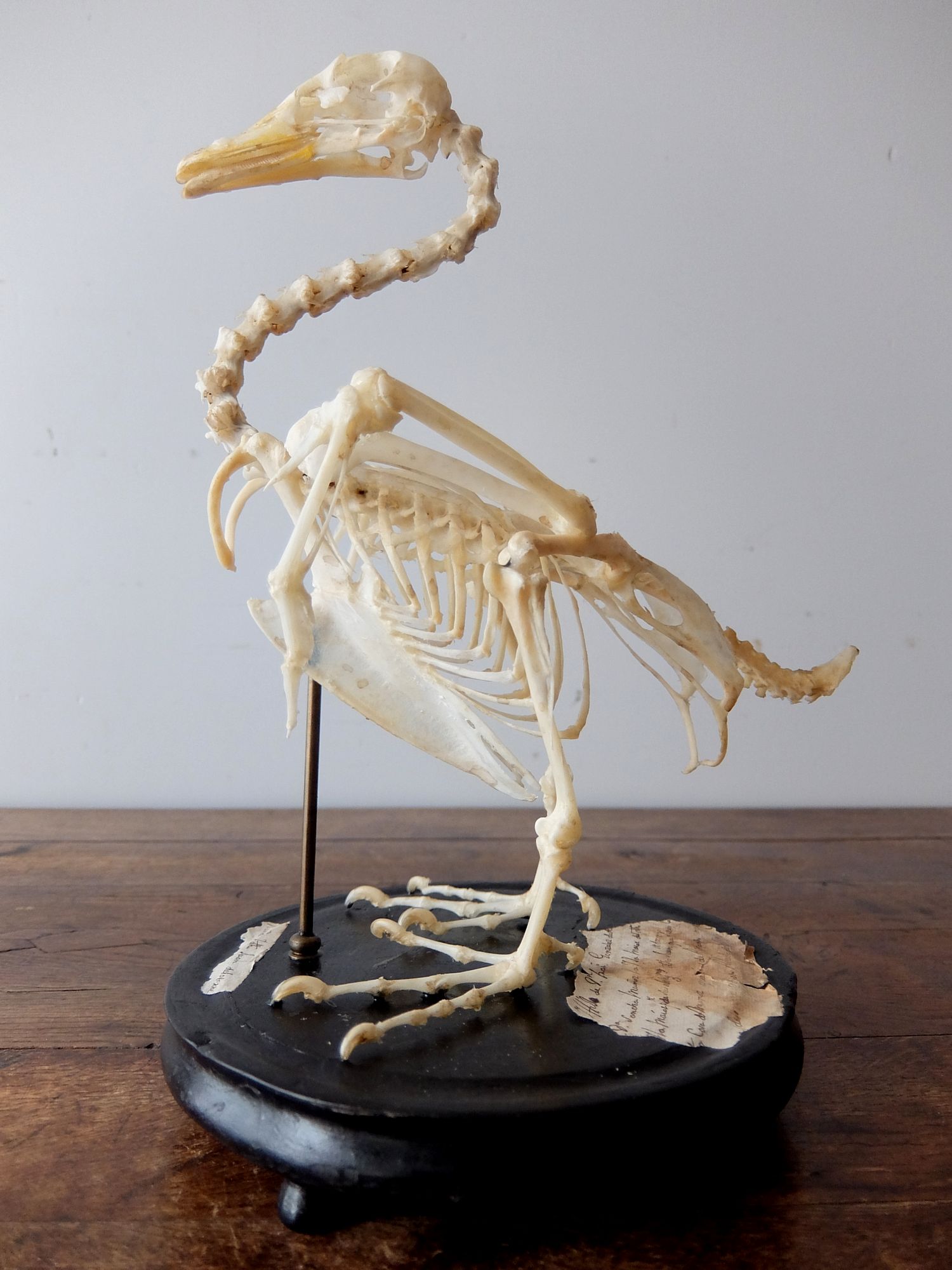 Skeletal Specimen 【Bird】 (A0219)