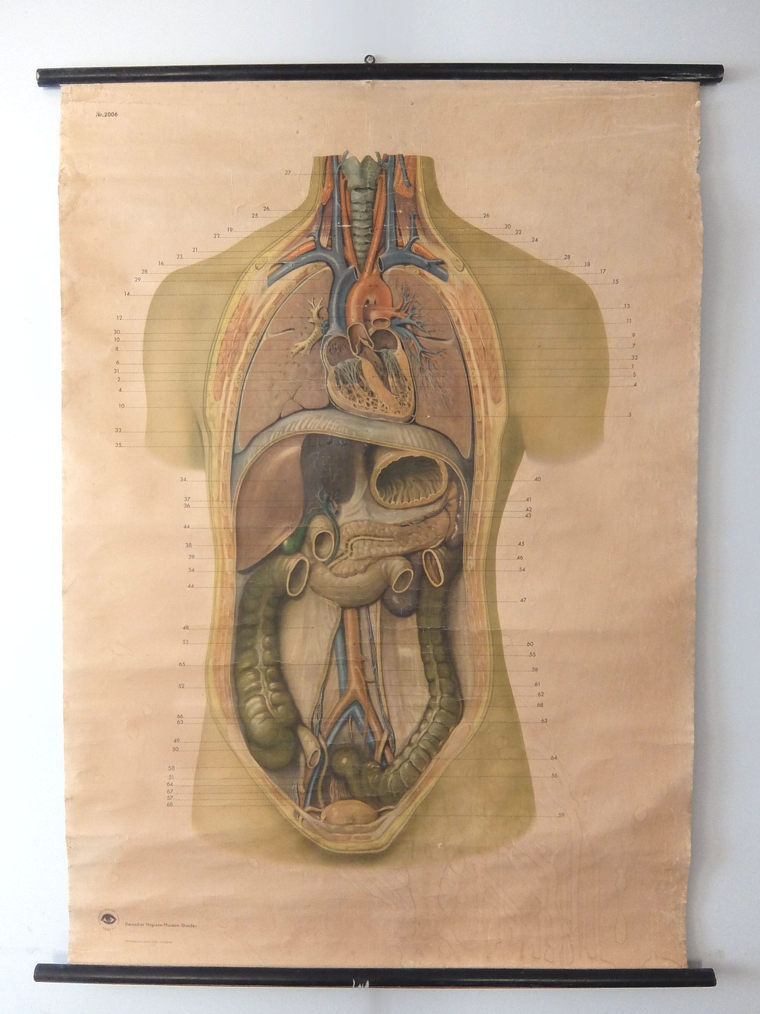 Anatomical Chart (A0621-02)