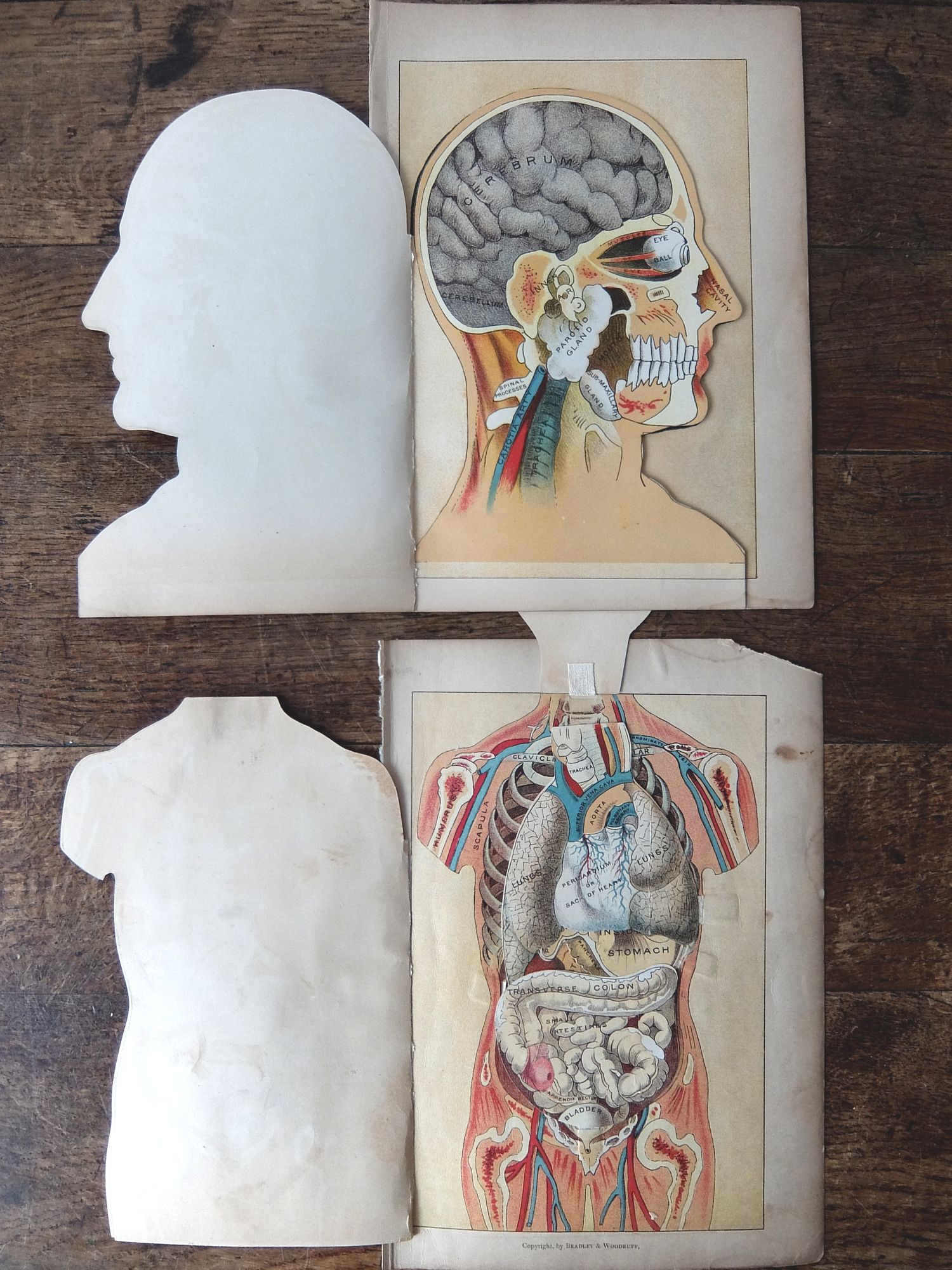 Anatomical Print (A0218)