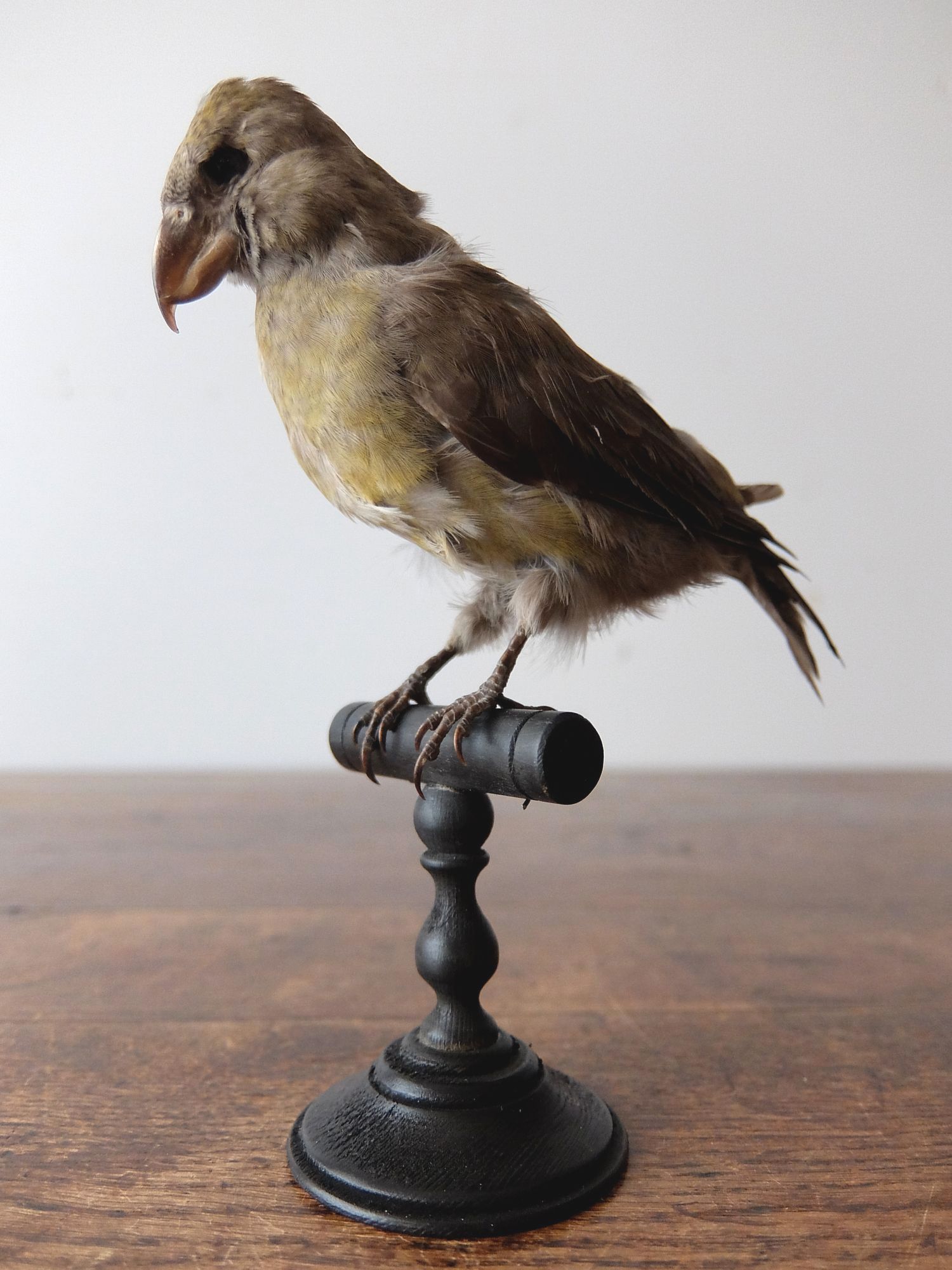 Taxidermy 【Bird】 (I0516)