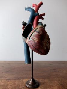 Anatomical Model 【Heart】 (A1018)
