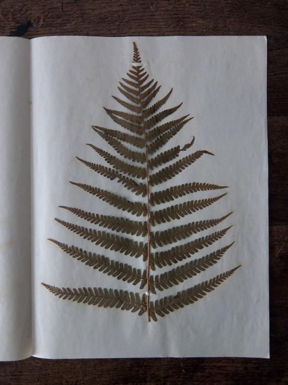 Herbarium (B0414-02)