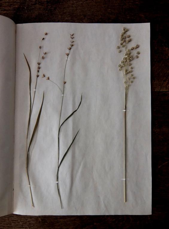 Herbarium (B0414-05)
