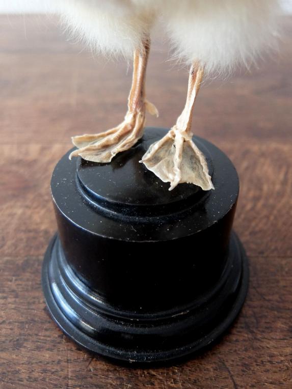 Taxidermy (Bird) (A0124)