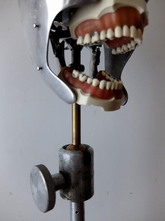 Dental Phantom (A1118)