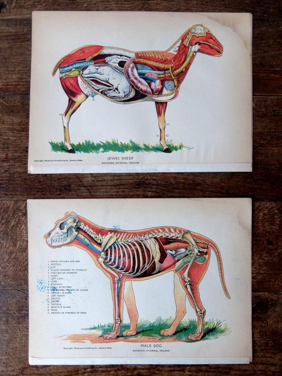 Anatomical Print (B0218-01)