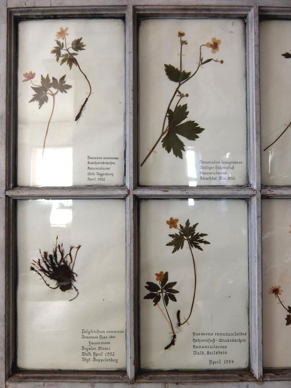 Herbarium with Frame (A1014)