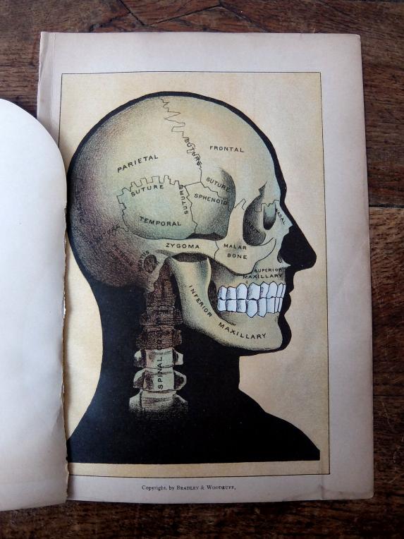 Anatomical Print (A0218)
