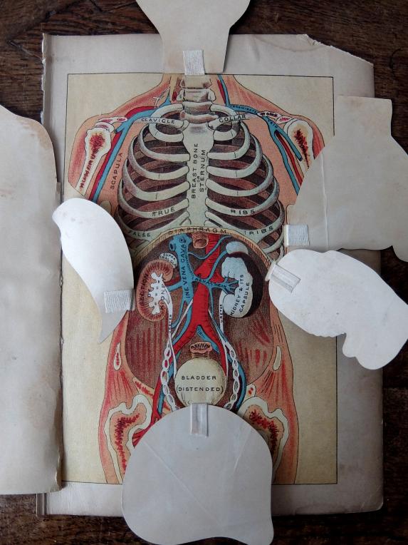 Anatomical Print (A0218)