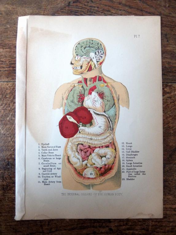 Anatomical Print (B0218-02)