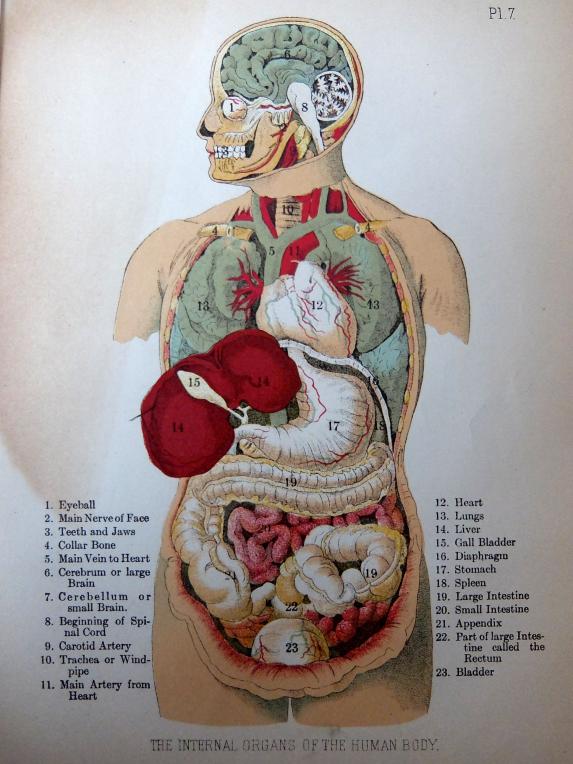 Anatomical Print (B0218-02)