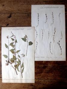Herbarium (A0915-03)