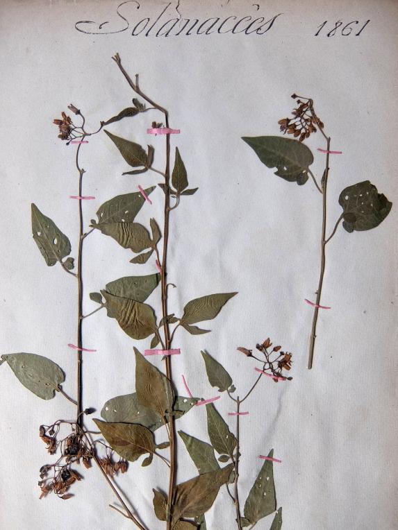 Herbarium (A0915-03)