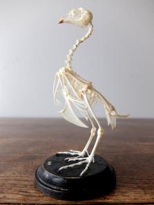 Skeletal Specimen (Bird) (A0318)