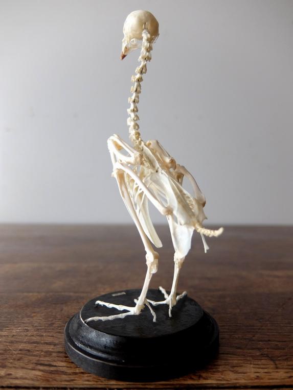 Skeletal Specimen (Bird) (A0318)