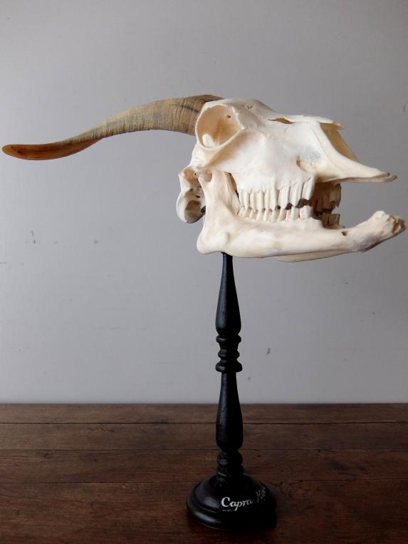 Goat Skull (A0318)