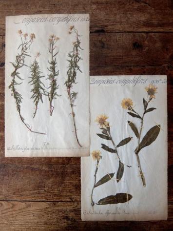 Herbarium (A0915-05)