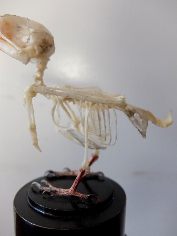 Skeletal Specimen (Bird) (A1221)