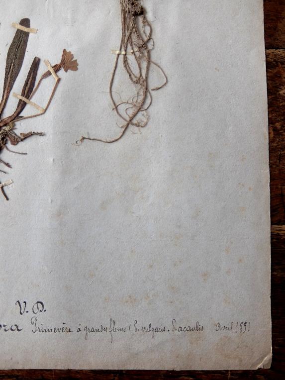 Herbarium (A0915-07)