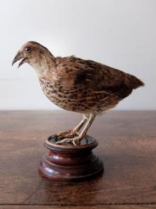 Taxidermy (Bird) (B0124)