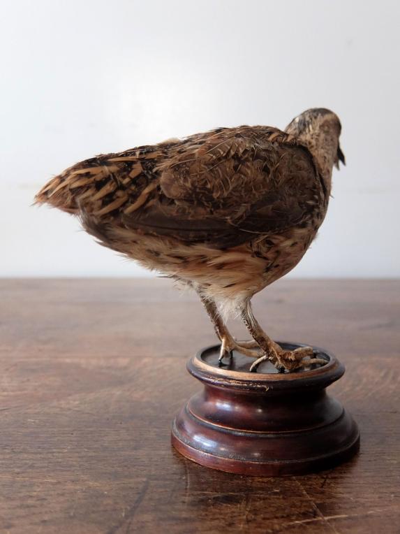Taxidermy (Bird) (B0124)