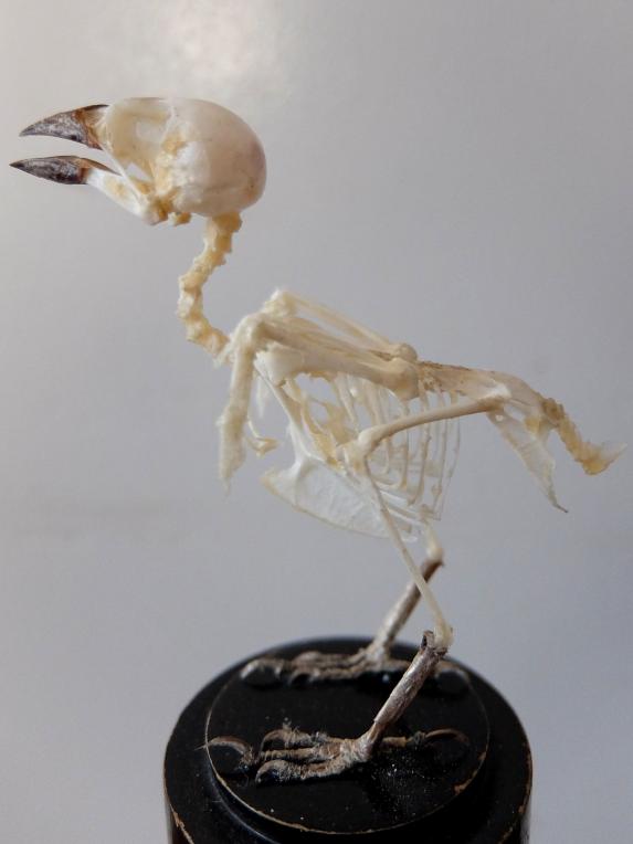 Skeletal Specimen (Bird) (B1221)