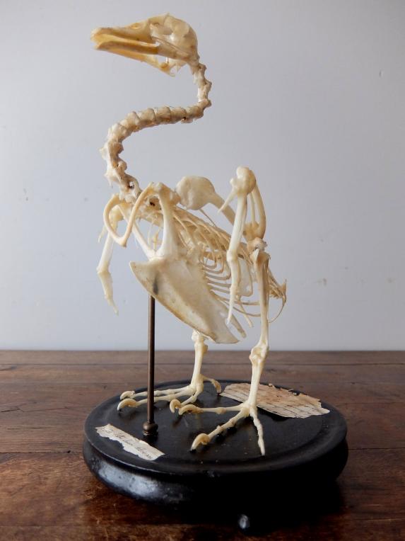 Skeletal Specimen (Bird) (A0219)