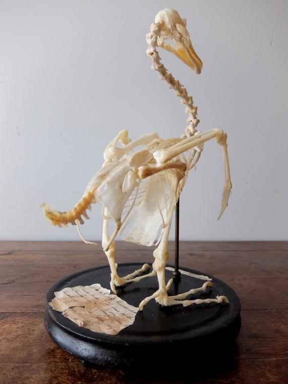 Skeletal Specimen (Bird) (A0219)