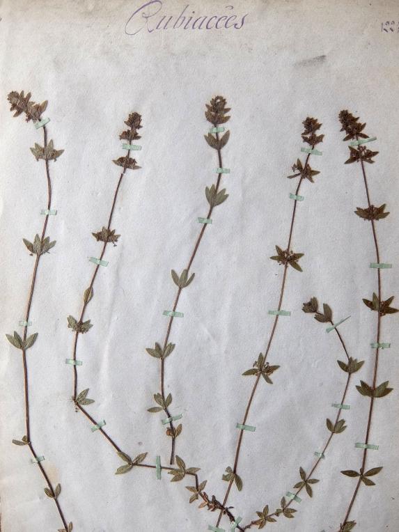 Herbarium (A0915-08)
