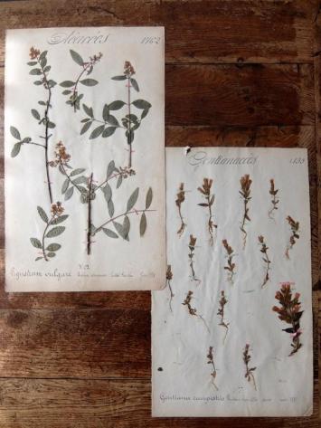 Herbarium (A0915-09)