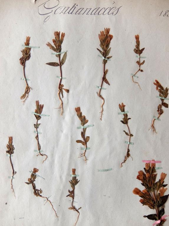 Herbarium (A0915-09)