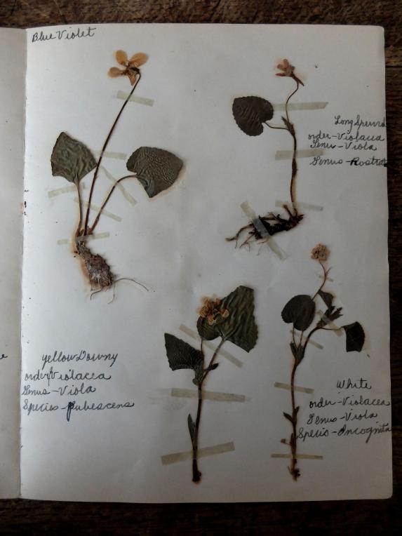 Herbarium (Cover + 39 pcs) (A0215)