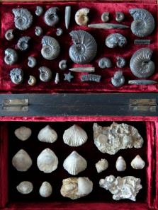 Fossil Collection with Box (A0320)