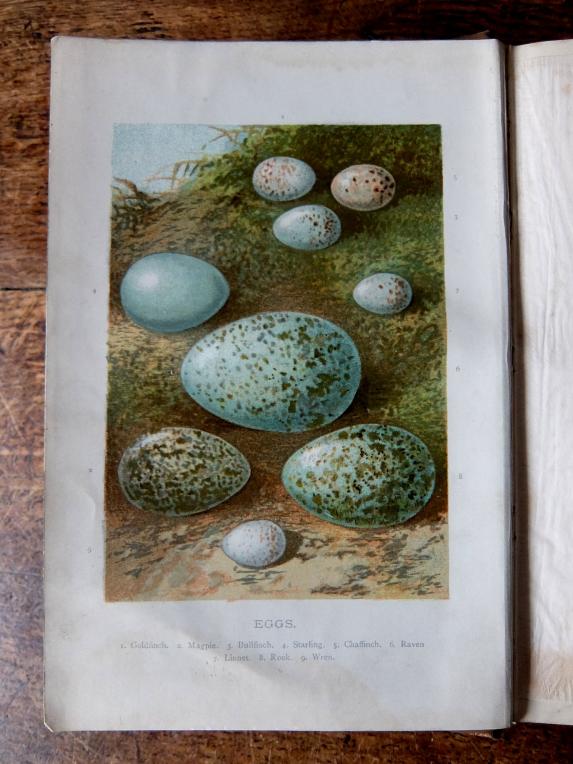 Antique Book (Egg Collecting) (B0318)