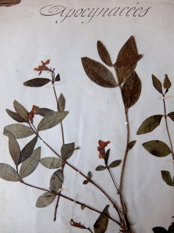 Herbarium (A0915-10)