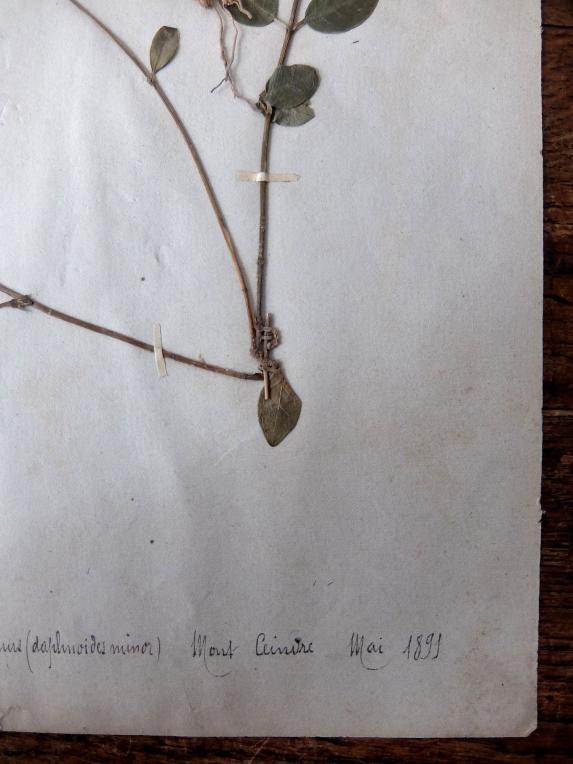 Herbarium (A0915-10)
