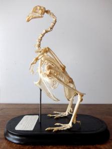 Skeletal Specimen (Bird) (C0318)