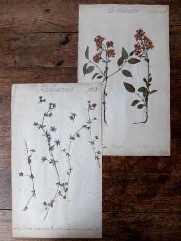 Herbarium (A0915-11)