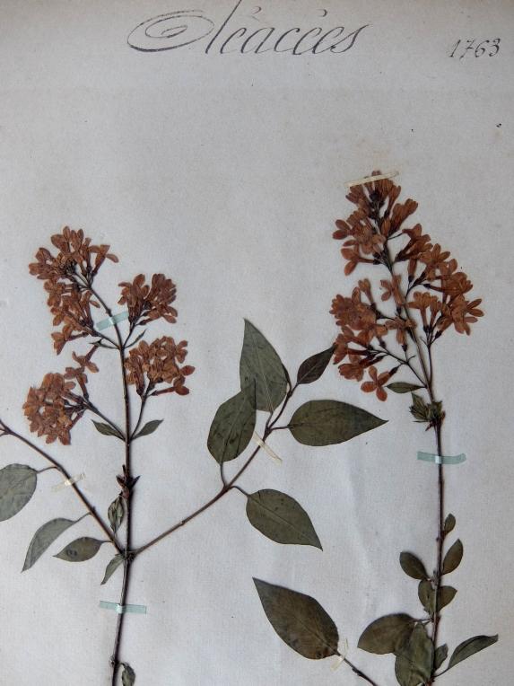 Herbarium (A0915-11)