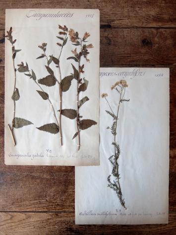 Herbarium (A0915-12)