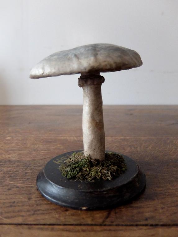 Mushroom Model (A0320-02)