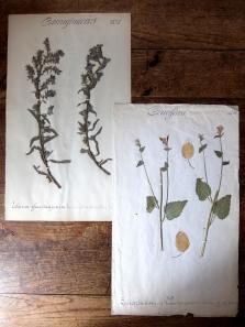 Herbarium (A0915-13)