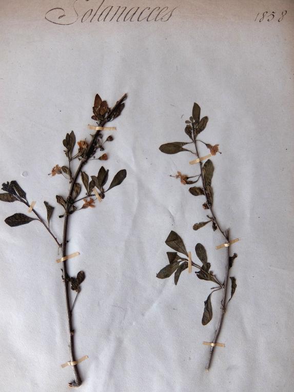 Herbarium (A0915-14)