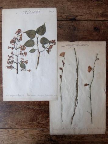 Herbarium (A0915-15)