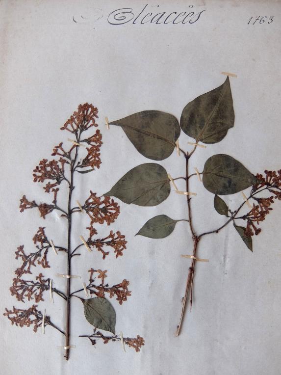 Herbarium (A0915-15)