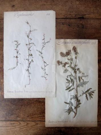 Herbarium (A0915-17)
